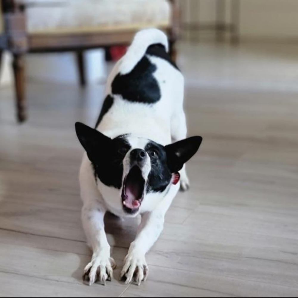 Meet your Posher, Monica